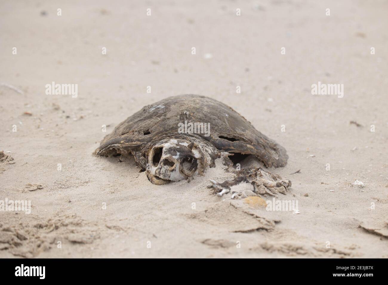 Ein Skelett einer toten Meeresschildkröte am Strand Stockfoto