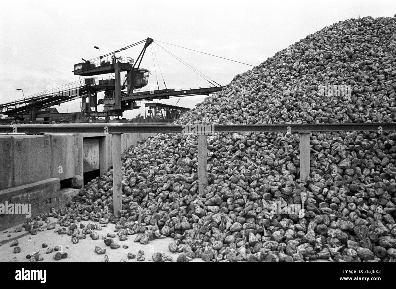 30. November 1984, Sachsen, Delitzsch: In der Zuckerrübenfabrik Delitzscher werden Mitte der 1980er Jahre Zuckerrüben verarbeitet. Genaues Aufnahmedatum nicht bekannt. Foto: Volkmar Heinz/dpa-Zentralbild/ZB Stockfoto