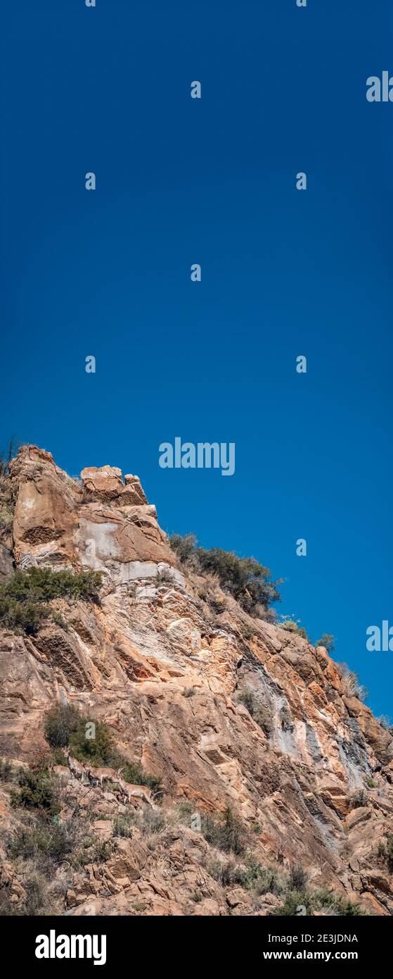Wilde Ziegen über den Felsen unter klarem Himmel Stockfoto