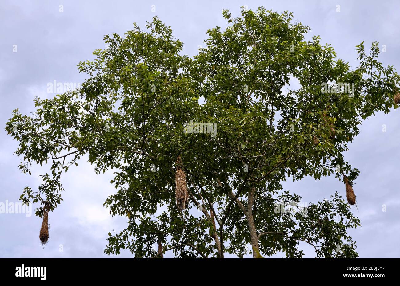Baum, Oropendola Nester hängen, Vogelhabitat, Schutz, Natur, Amazonas-Dschungel, Regenwald, Südamerika, Ecuador Stockfoto