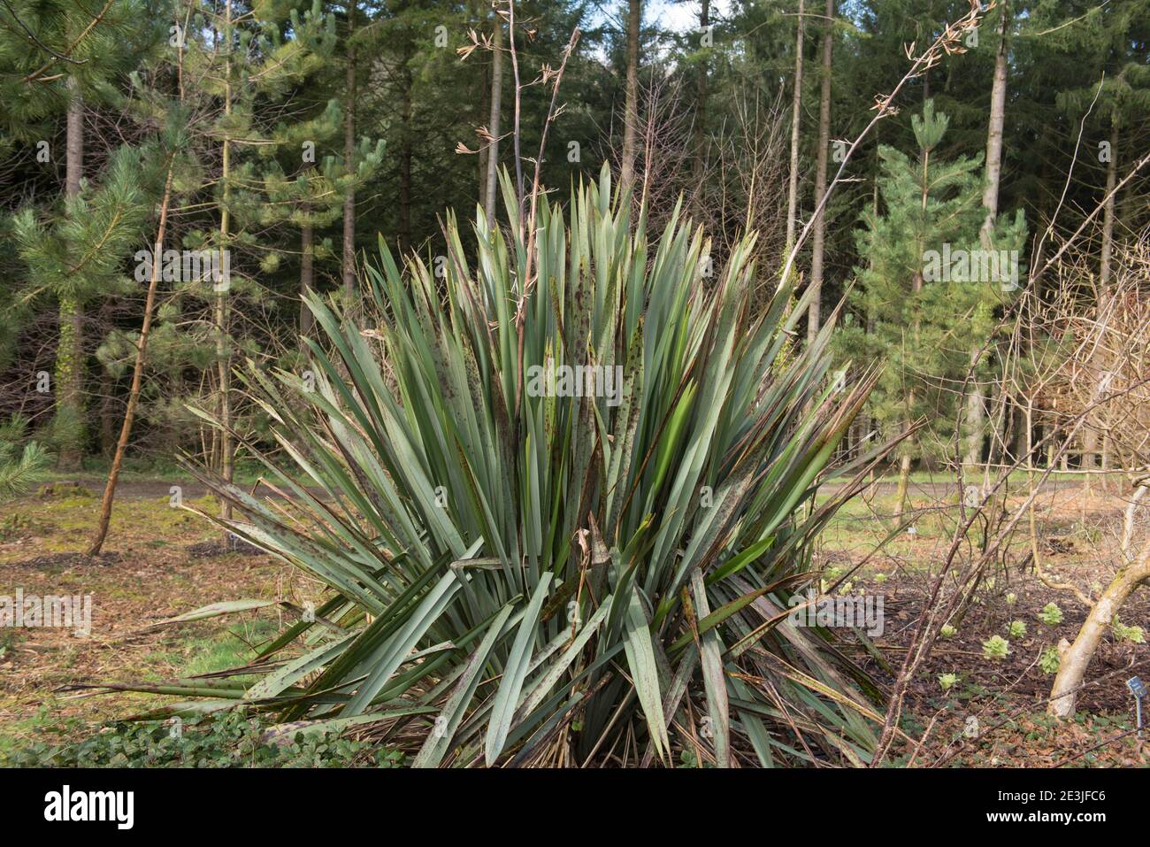 Winter Laub eines Evergreen Neuseeland Flachs oder Common Flachslilie (Phormiumtenax) Mit Douglas-Tannen im Hintergrund in einem Waldland Garten Stockfoto