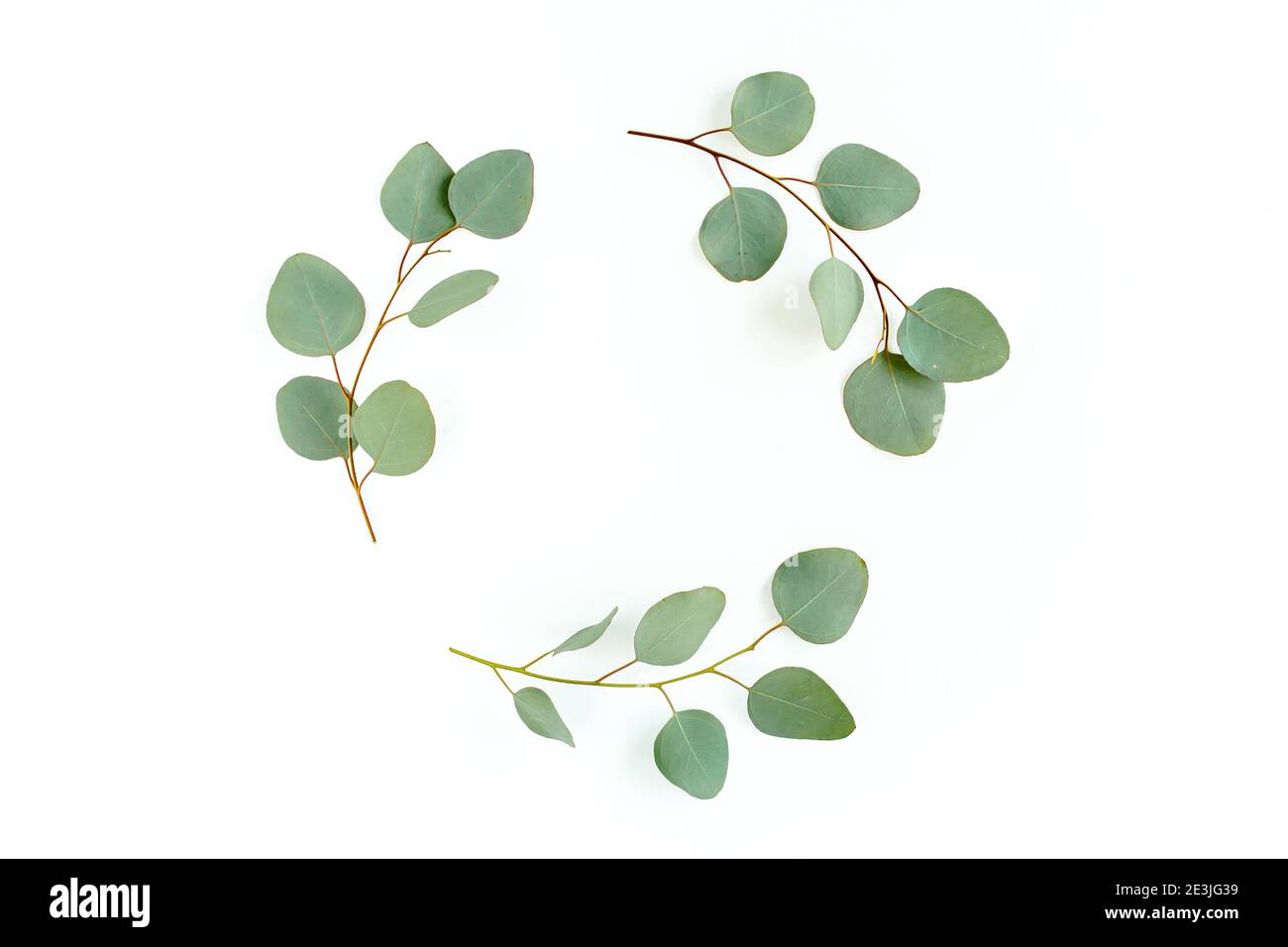 Kranzrahmen aus Ästen Eukalyptus und Blätter isoliert auf weißem Hintergrund. Flach, Draufsicht Stockfoto