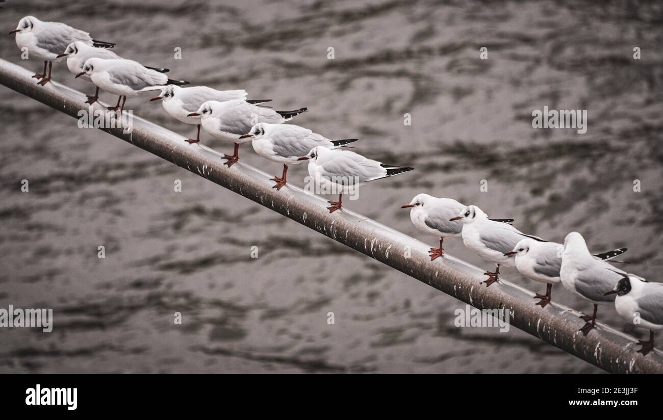 Meerestieben Stockfoto
