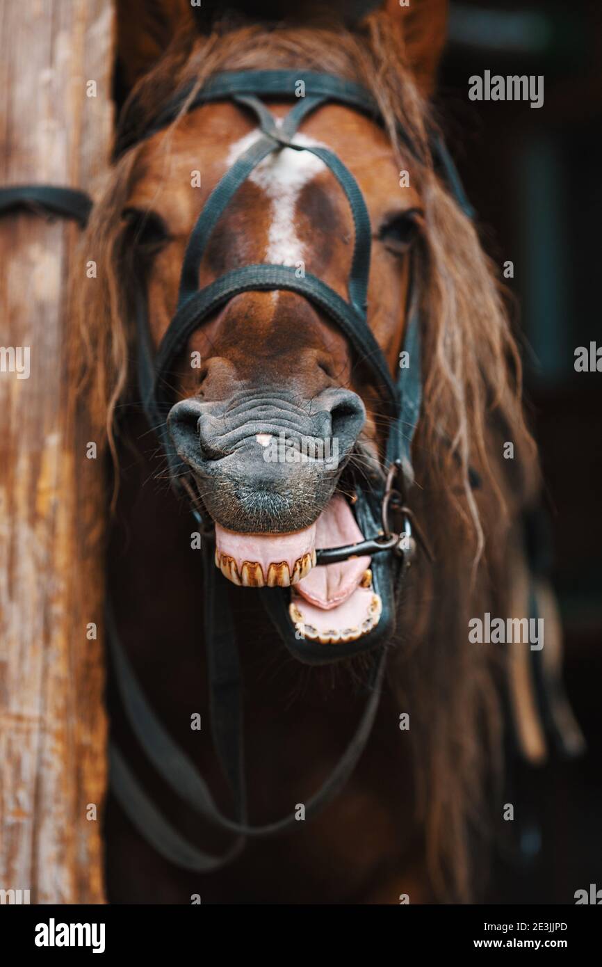 Das Grinsen eines Pferdes aus nächster Nähe. Das Pferd wiecht oder lacht und zeigt seine Zähne. Stockfoto