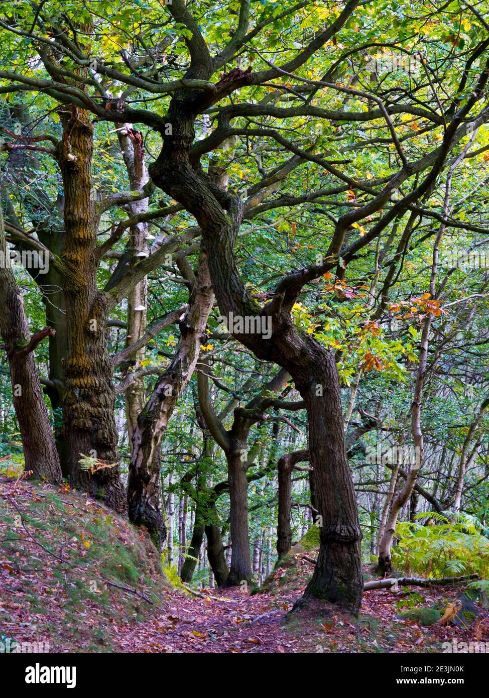 Frühe Herbstbäume in Bow Wood ein Waldgebiet In der Nähe von Lea im Derbyshire Peak District England Stockfoto