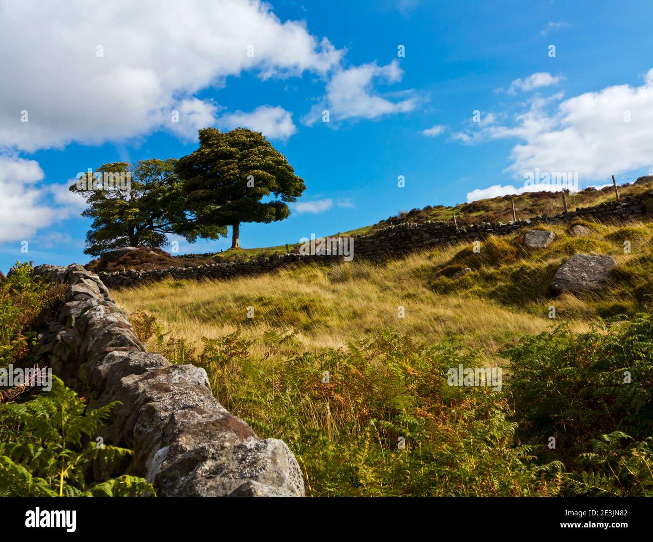 Spätsommer Blick auf Bäume und Trockenmauern in Curbar GAP in der Nähe von Curbar Edge im Peak District National Park Derbyshire England Großbritannien Stockfoto