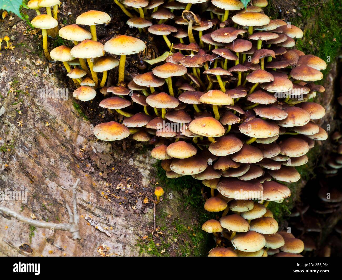 Pilz wächst auf einem Baum in einem feuchten Waldgebiet im Frühherbst. Stockfoto