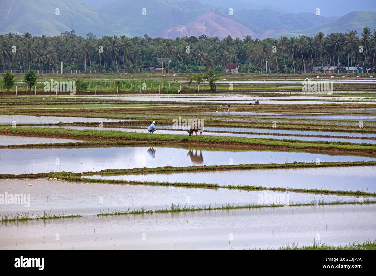 Reisfelder / Reisfelder in der Regenzeit um Hoi an / Fai-Fo / Faifoo, Provinz Quảng Nam, Zentralvietnam Stockfoto