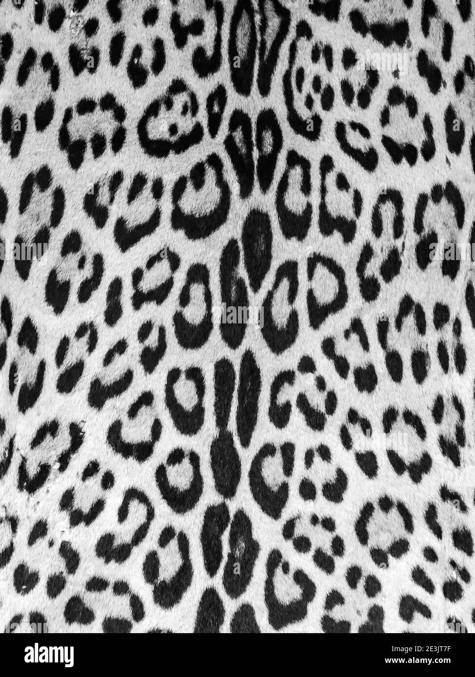 Muster, Textur, Hintergrund. Jaguar Haut auf Belen Basar (Belén Markt), Iquitos Stadt am Ufer des Amazonas, Tor zum Regenwald, Amazonien, L Stockfoto