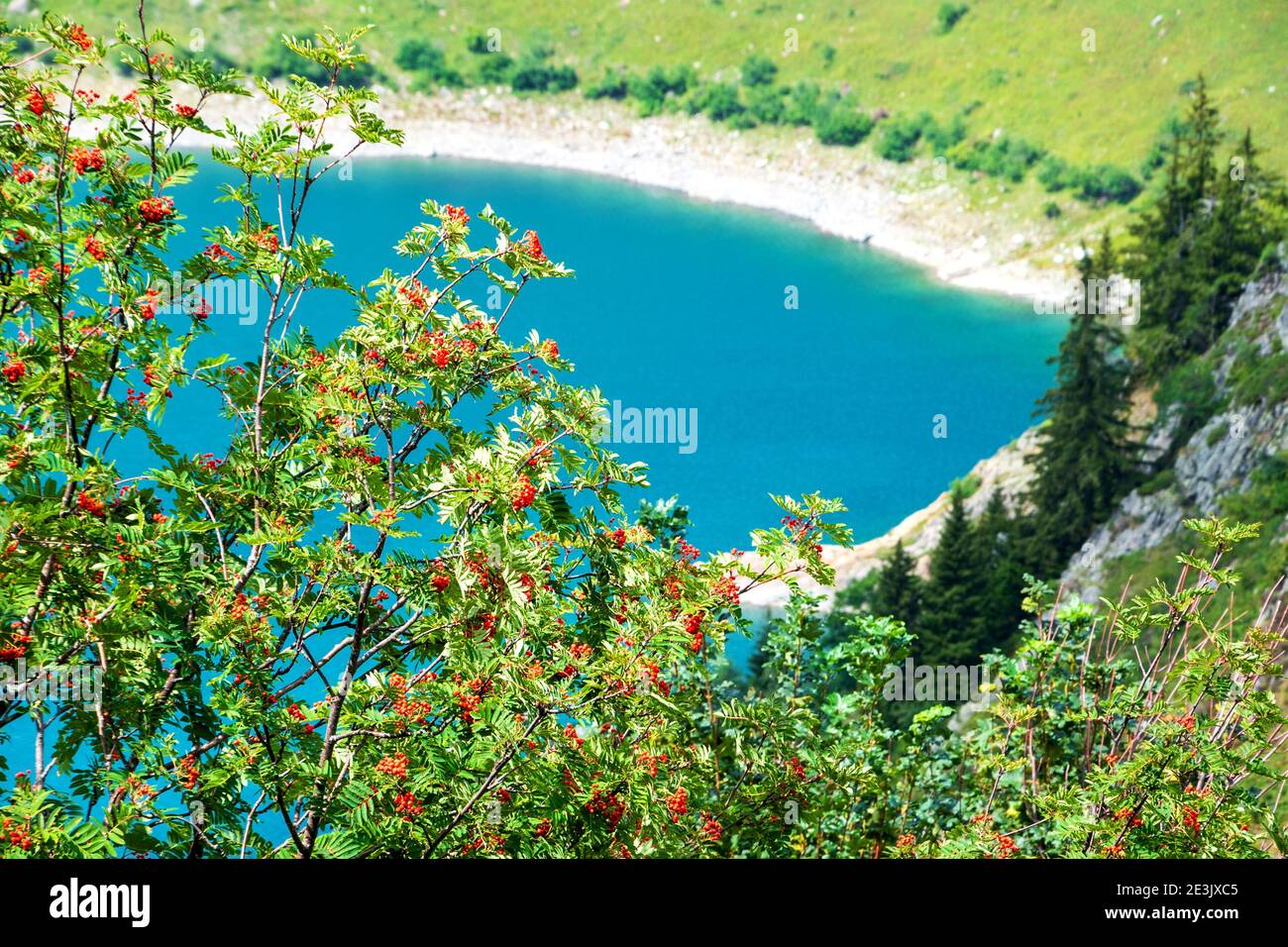 Rowan Baum über Gittaz See. Sommertourismus in Savoie, Frankreich. Stockfoto