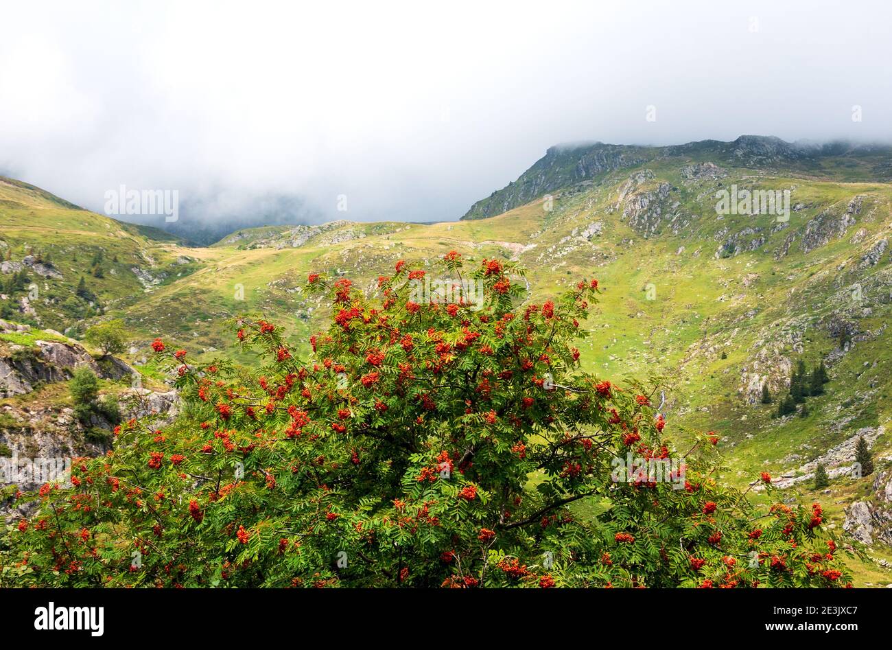 Alpenlandschaft mit Vogelbaum im Gittaz-Gebiet in Savoie, Frankreich. Wolken überwinden die Berge. Stockfoto