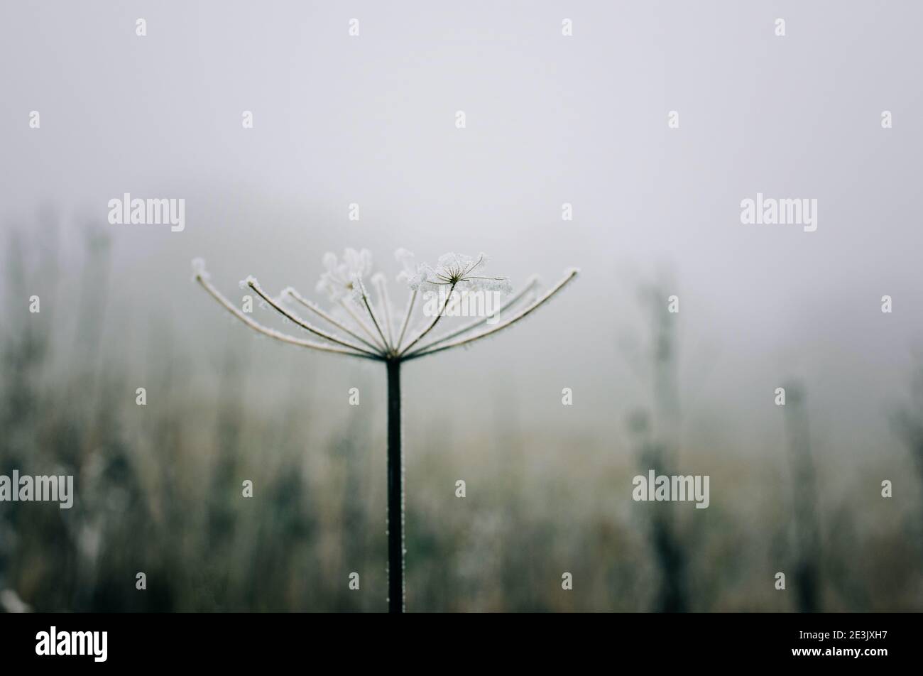 Einzelne verwelkt Blume in Frost in der englischen Landschaft bedeckt Stockfoto