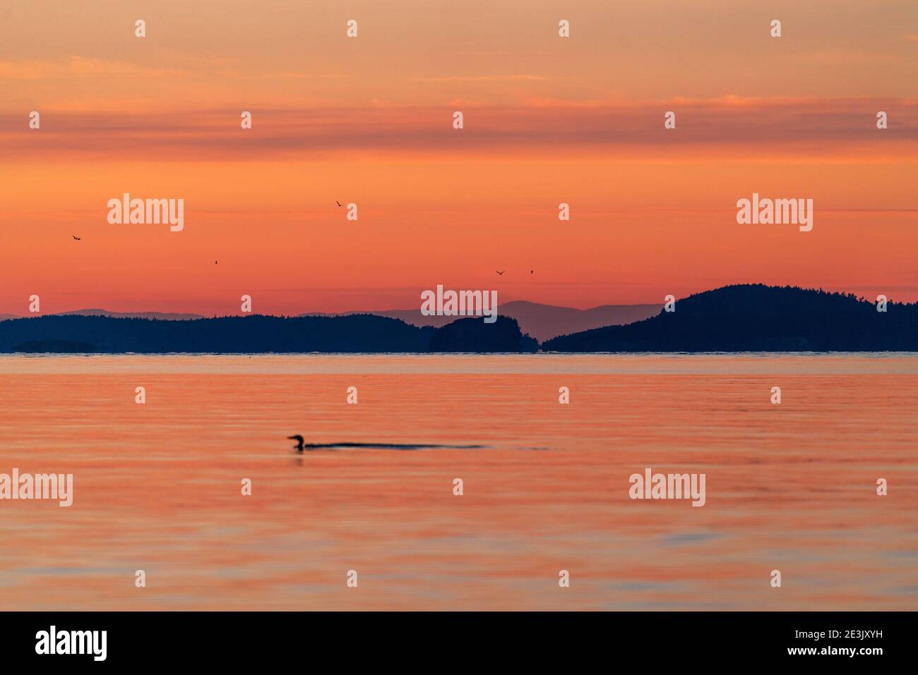 Weitwinkelansicht von Puget Sound bei Sonnenuntergang mit dem Silhouette eines Loons Stockfoto
