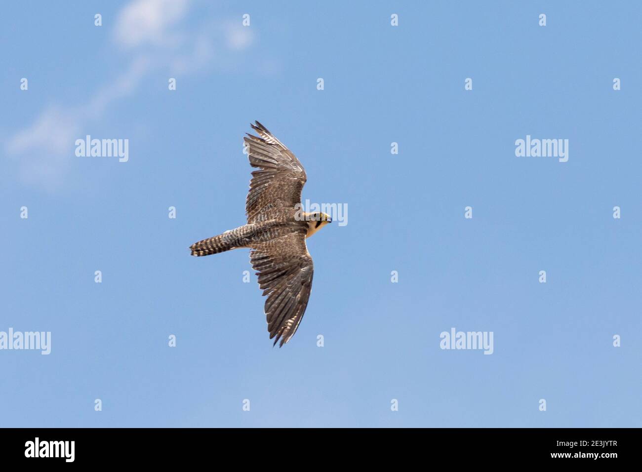 Lanner Falcon (Falco biarmicus) im Flug / Flug im Kgalagadi Transfrontier Park, Kalahari, Nordkap, Südafrika. Klassifiziert als regional Vulne Stockfoto