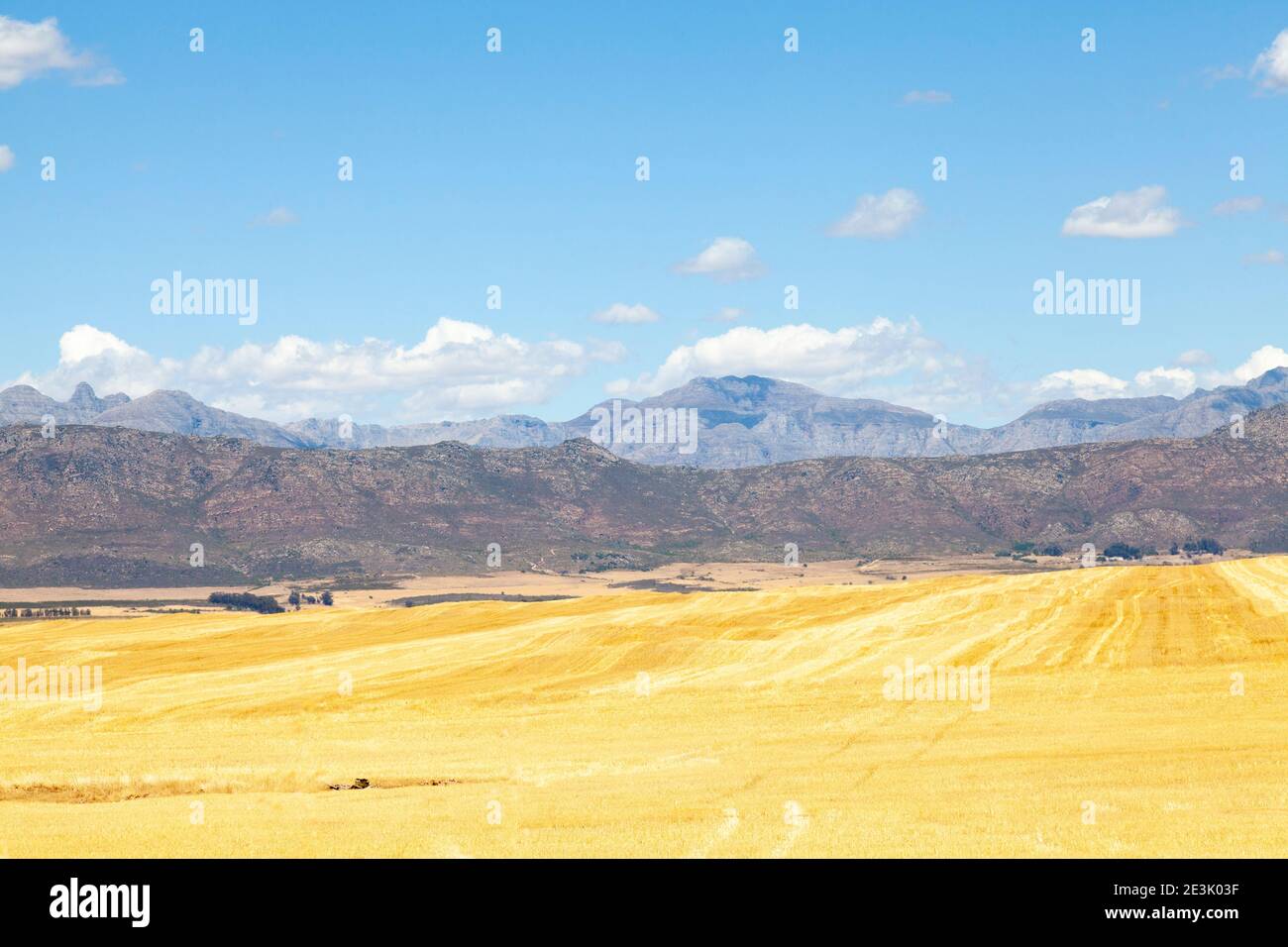 Goldene Weizenfelder in der Nähe von Porterville, Westkap, Südafrika Stockfoto
