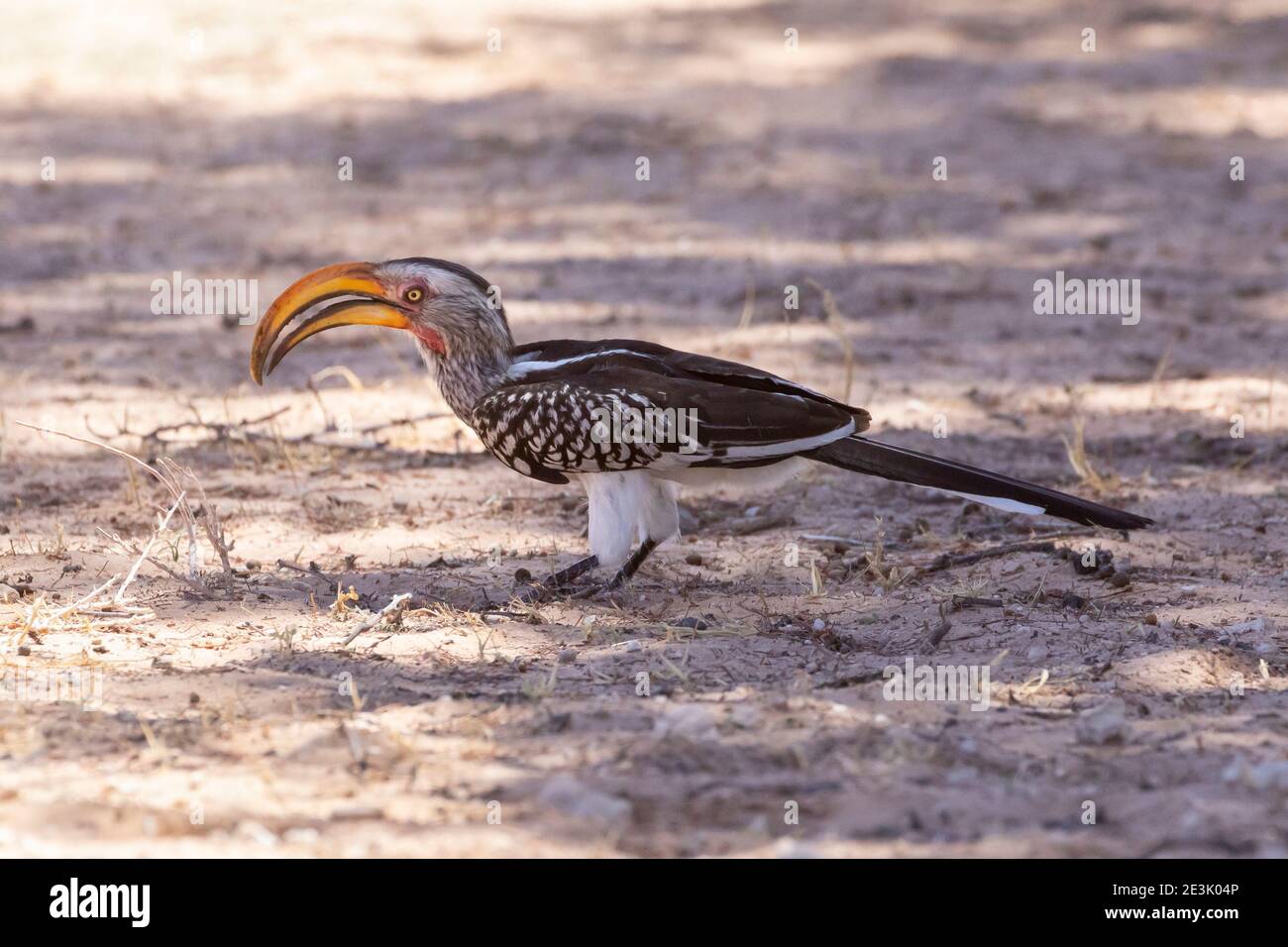 Südliche Gelbschnabelhornbill (Tockus leucomelas) auf dem Boden, Kgalagadi Transfrontier Park, Kalahari, Nordkap, Südkap Stockfoto