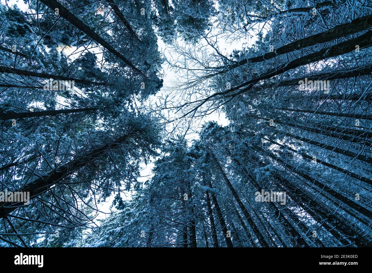 Die Kamera ist nach oben zu den Kronen der Bäume gerichtet, UHD 4K Echtzeit-Video Stockfoto