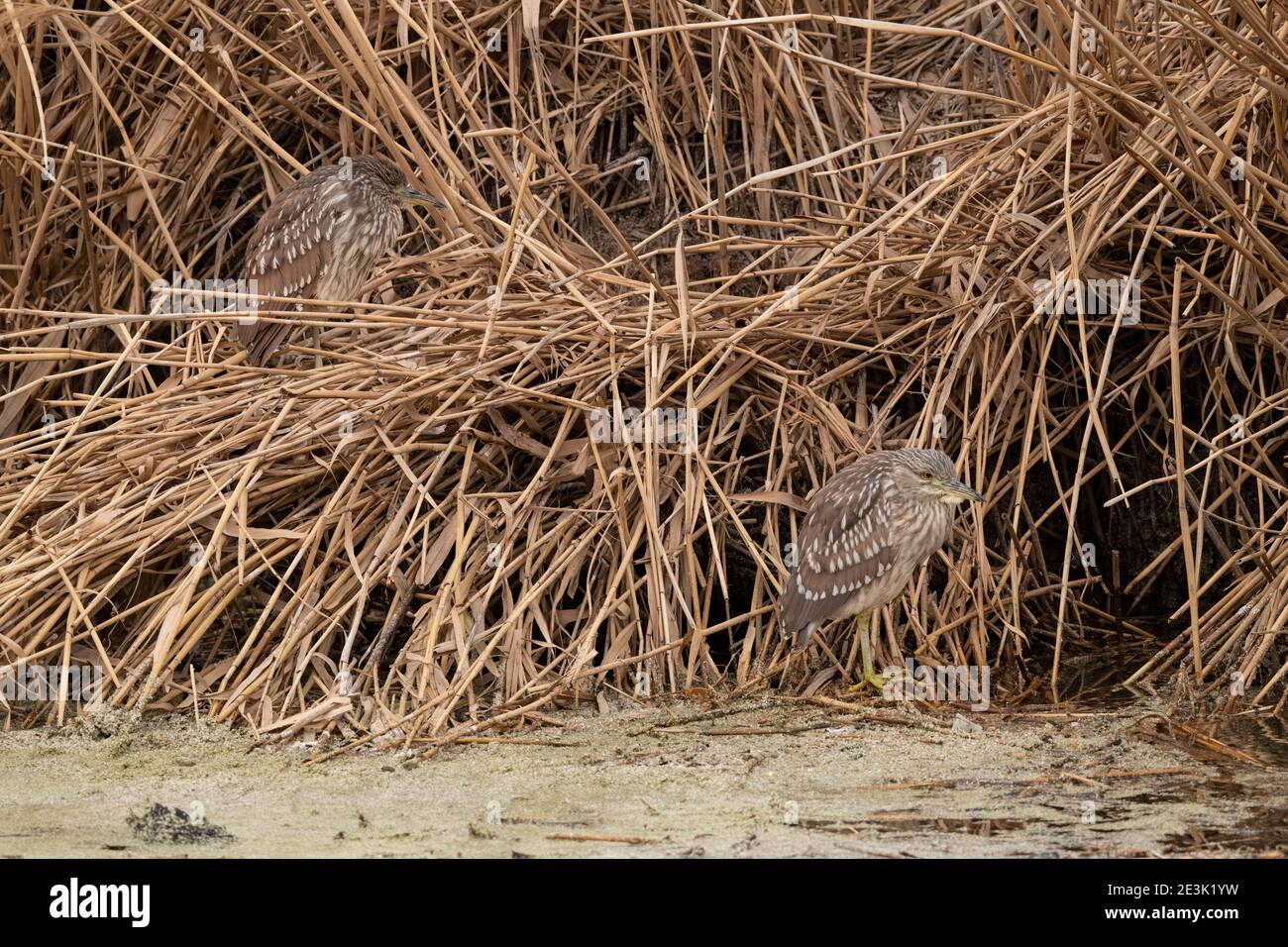 Juvenile Black-gekrönter Nachtreiher Stockfoto