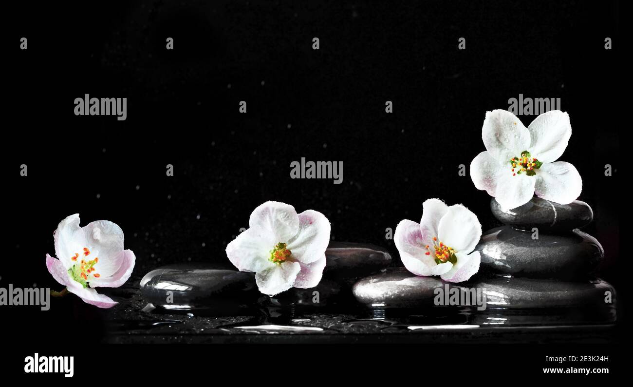 Spa Steine und weiße Blumen auf schwarzem Hintergrund mit Wasser. Spa-Konzept. Stockfoto