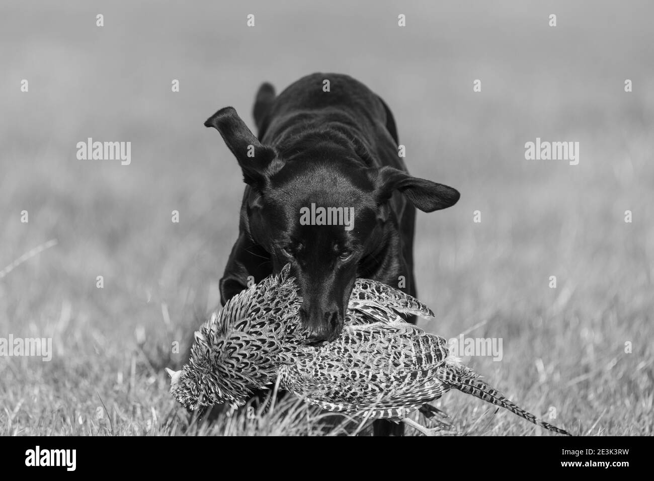 Porträt eines schwarzen Labradors, der einen Hühnerfasanen aufruft Stockfoto