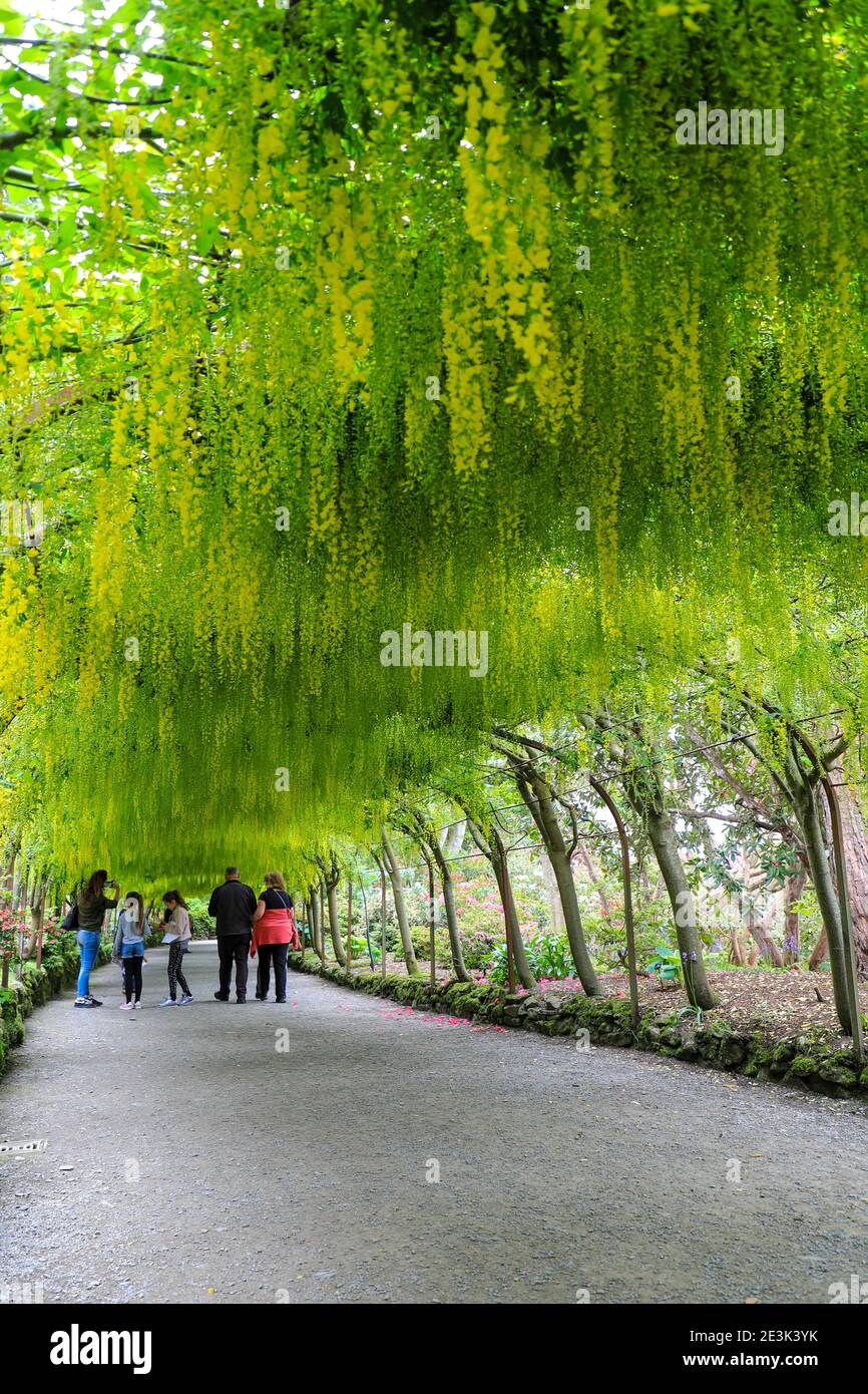Der berühmte Laburnum Arch, (Laburnum anagyroides), im Frühling (Mai), Bodnant Gardens, Tal-y-Cafn, Conwy, Wales, Großbritannien Stockfoto