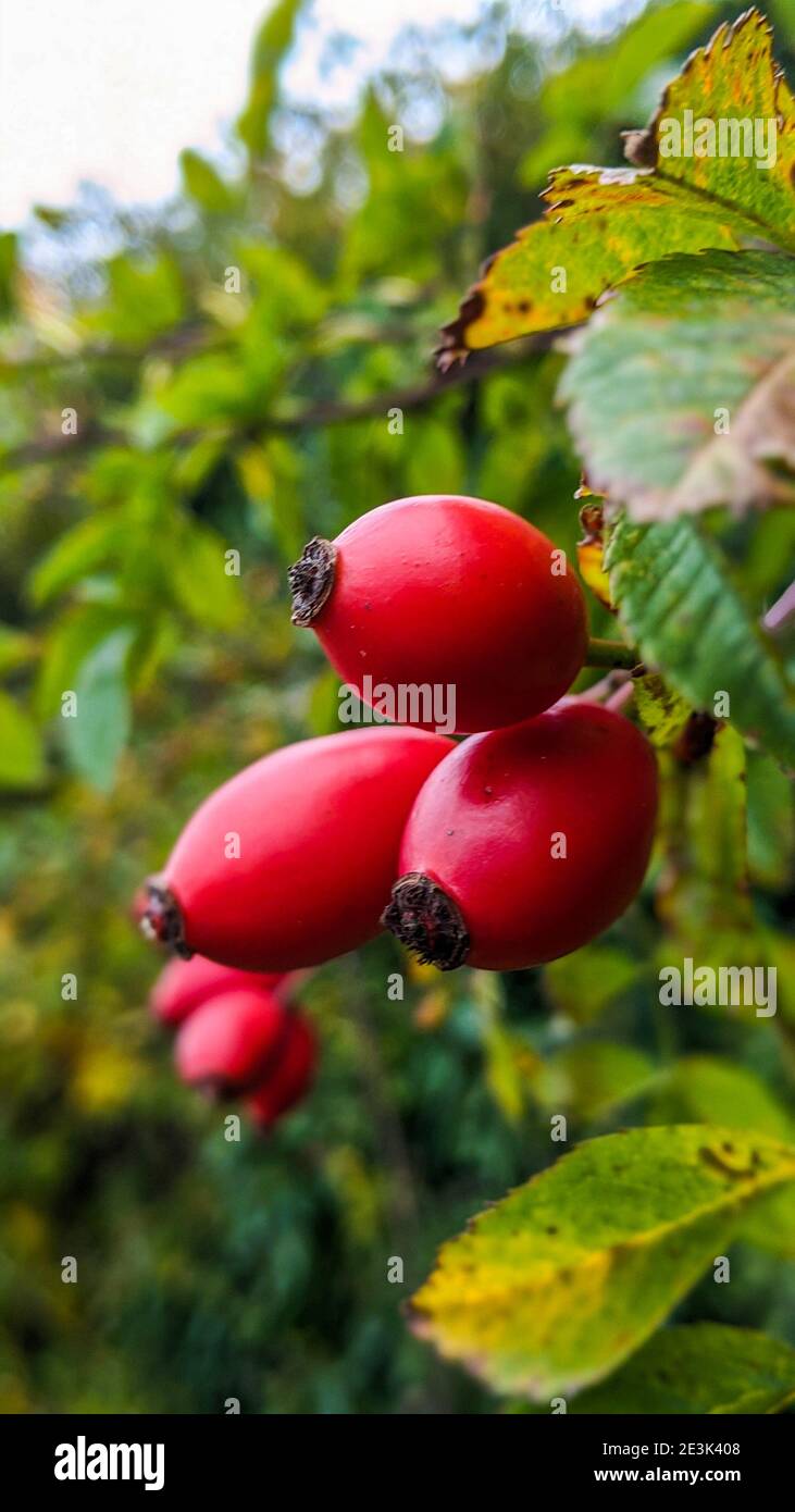 Drei Hagebutten. Eine zusätzliche Frucht der Rosenpflanze. Stockfoto