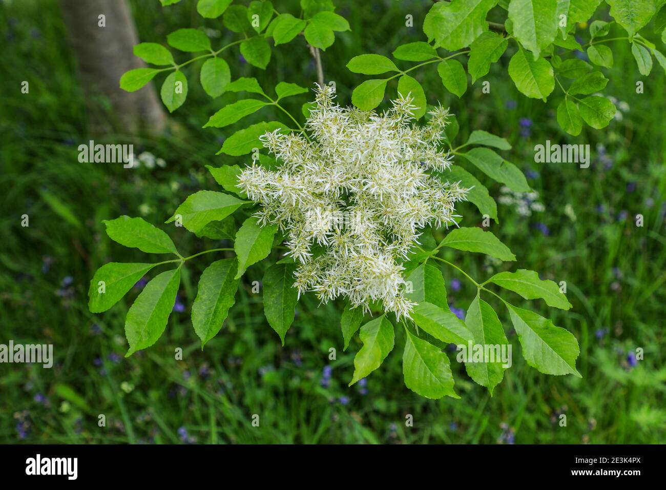 Die weißen Blüten eines Rowan-Baumes oder einer Bergasche (Sorbus aucuparia), Bodnant Gardens, Spring, (Mai), Tal-y-Cafn, Conwy, Wales, UK Stockfoto