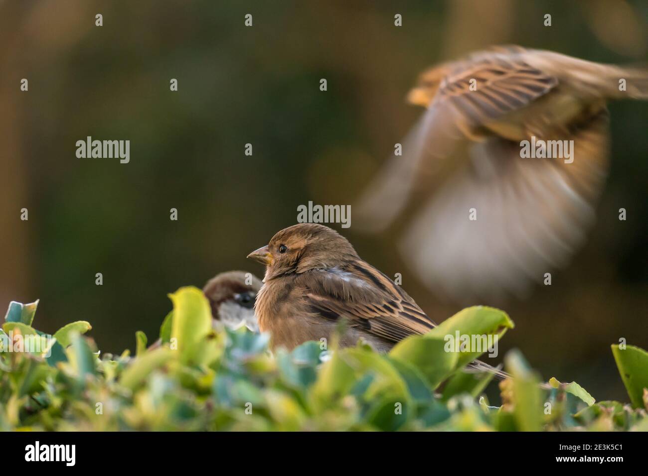 Vogelsperling auf einer Hecke Passant domesticus thront Stockfoto