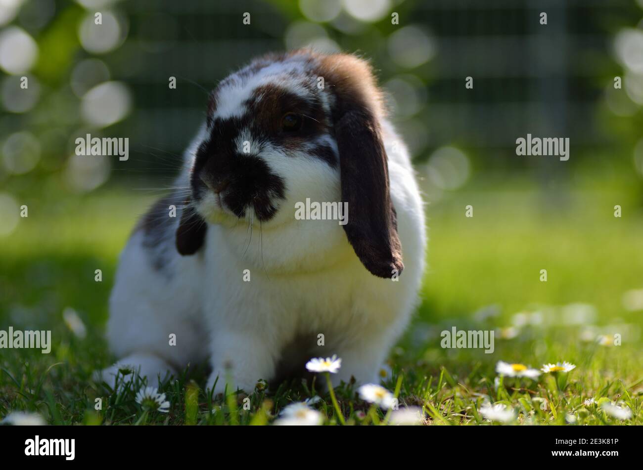 Kleines liebes widderkaninchen im Gras und Garten Stockfoto