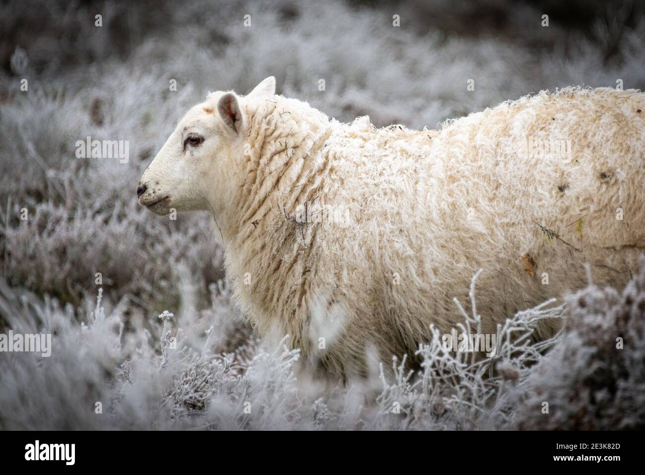 Lone Schafe an einem fastigen Tag in Suffolk. Ein kalter Tag auf einem Feld. Stockfoto