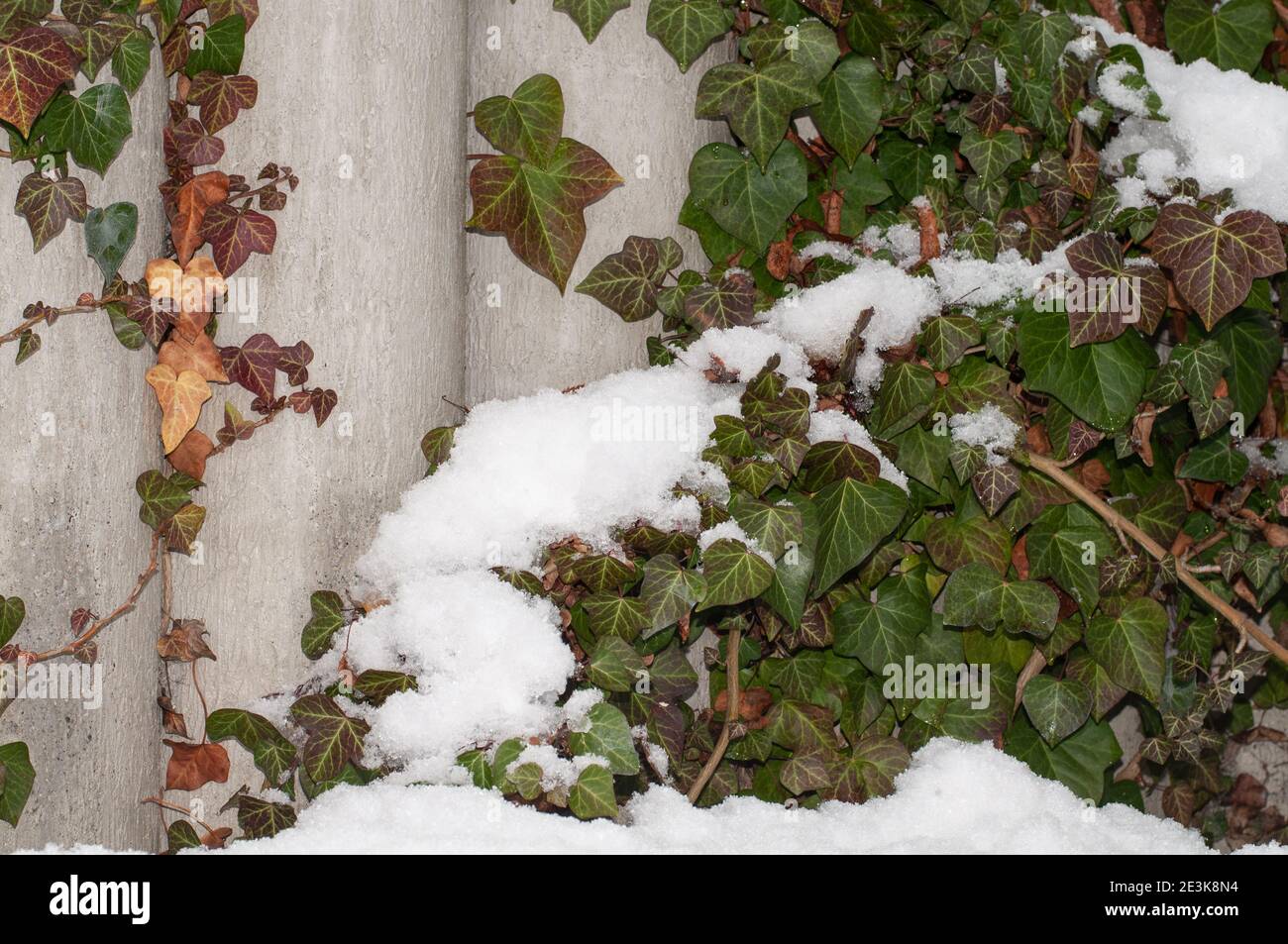 Immergrne Efeu Bltter an einer Betongartenwand im Winter Nach Schneefall  Stockfotografie - Alamy