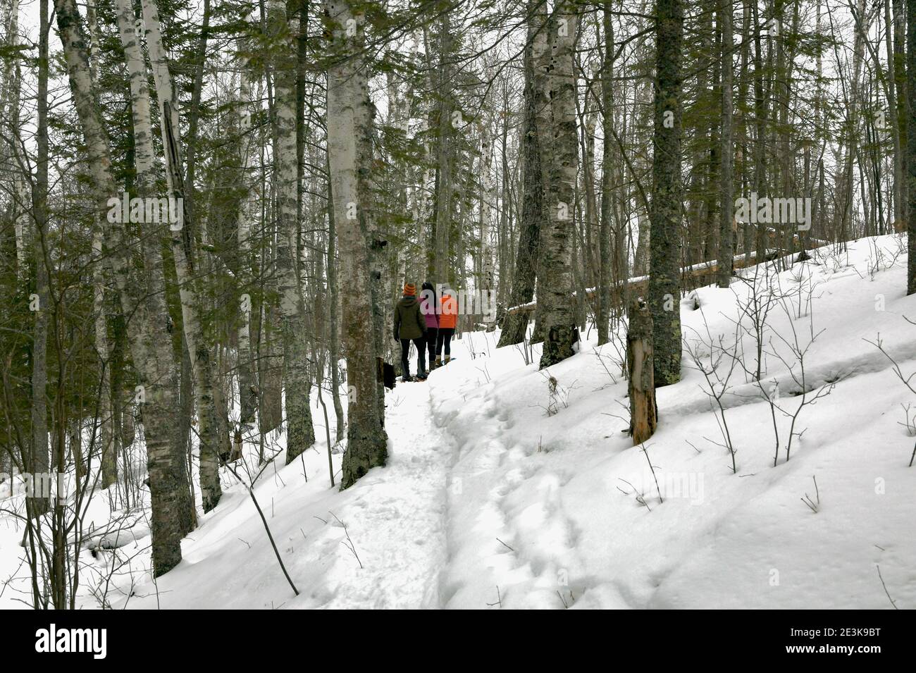 Frauen Schneeschuhwandern durch den Wald im Winterschnee des oberen Mittleren Westens in den Vereinigten Staaten. Stockfoto