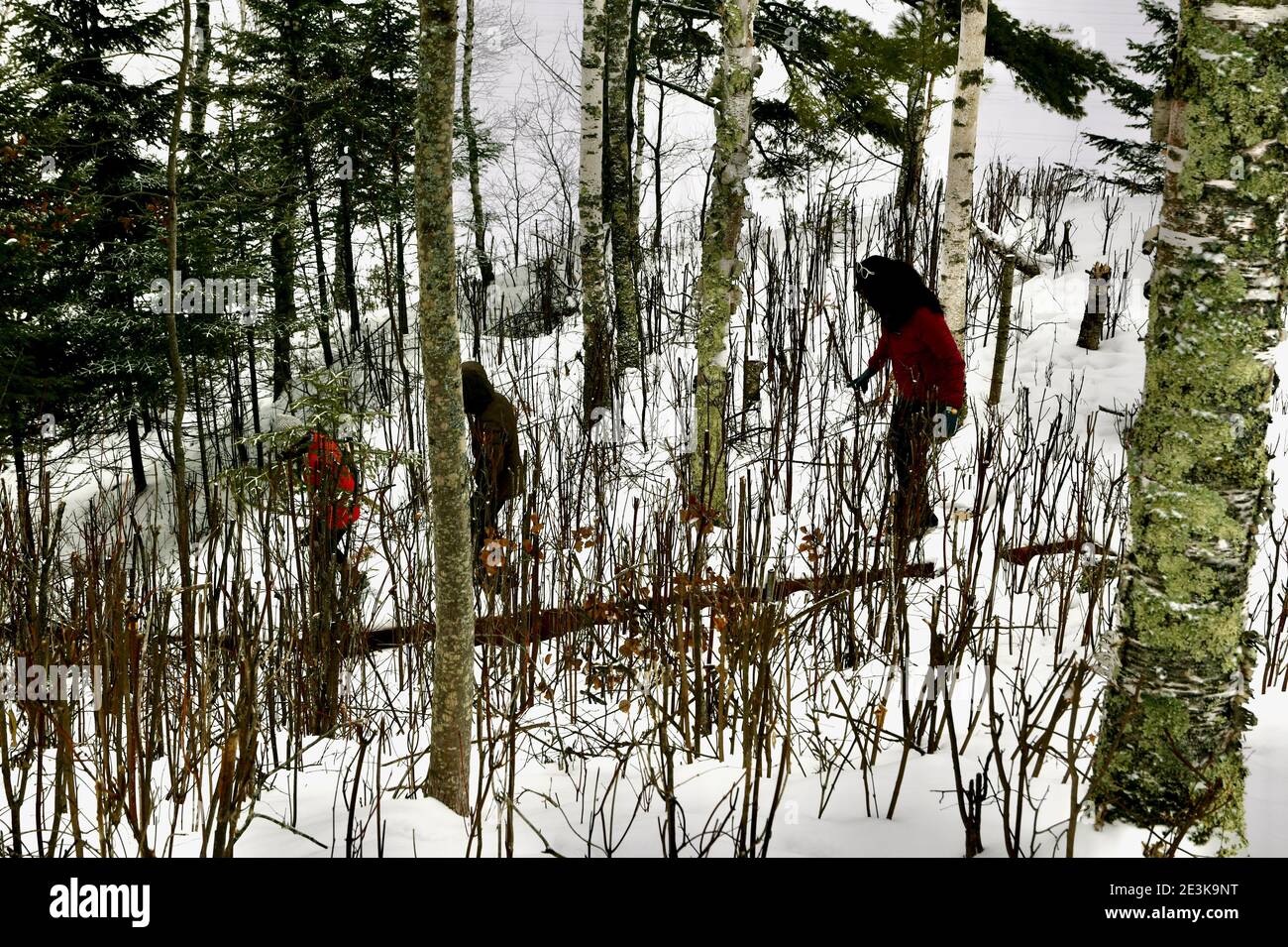 Frauen Schneeschuhwandern durch den Wald im Winterschnee des oberen Mittleren Westens in den Vereinigten Staaten. Stockfoto