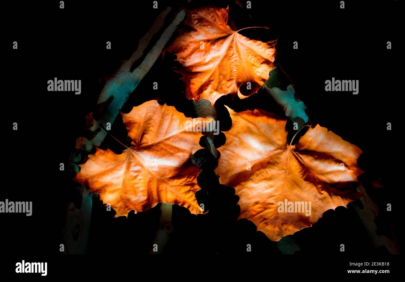 Platane Blätter und Zweige vom Baum. Stockfoto