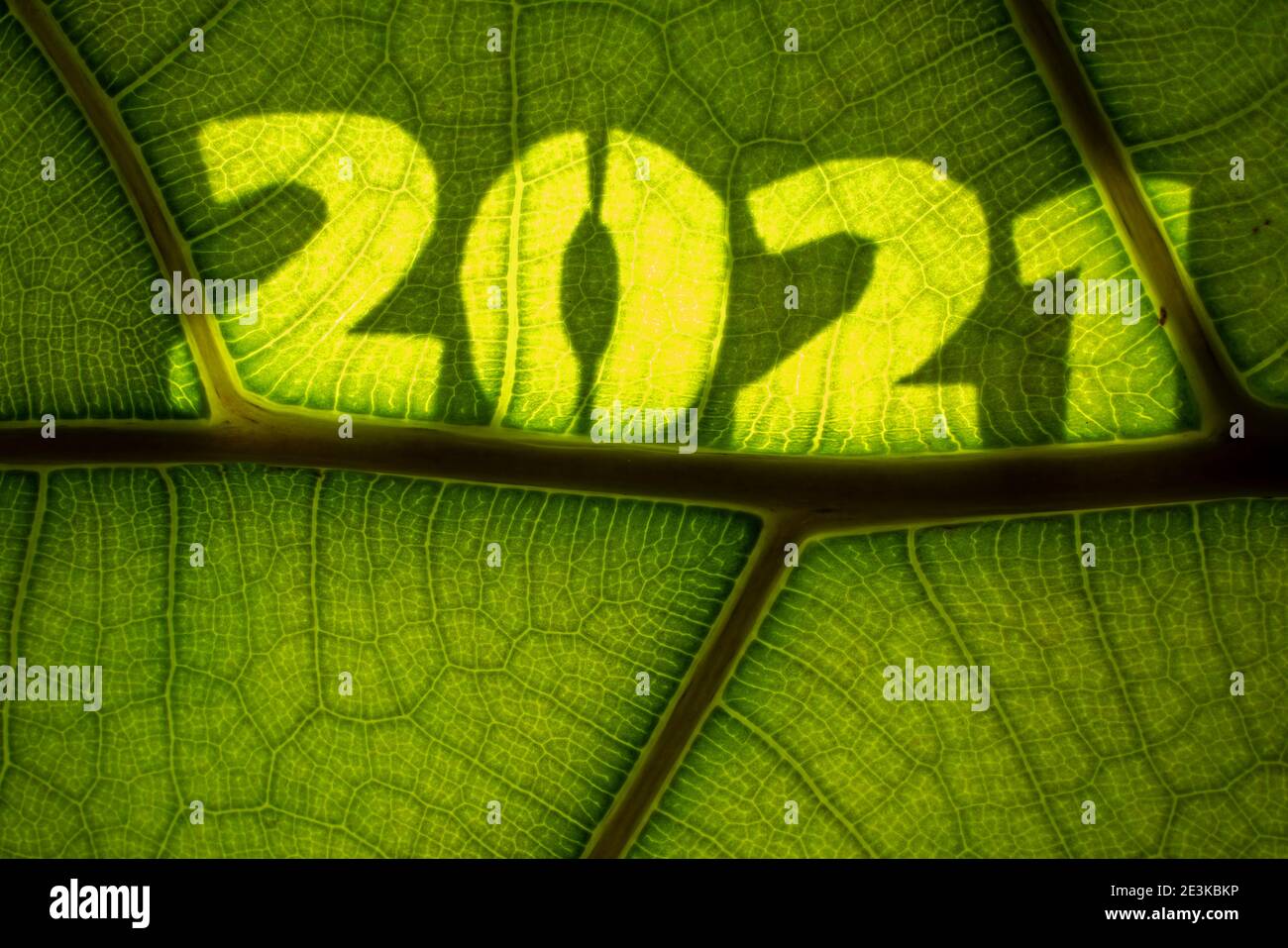 Happy New Year und Happy Holiday Grußkarte mit Grün Blatt Stockfoto