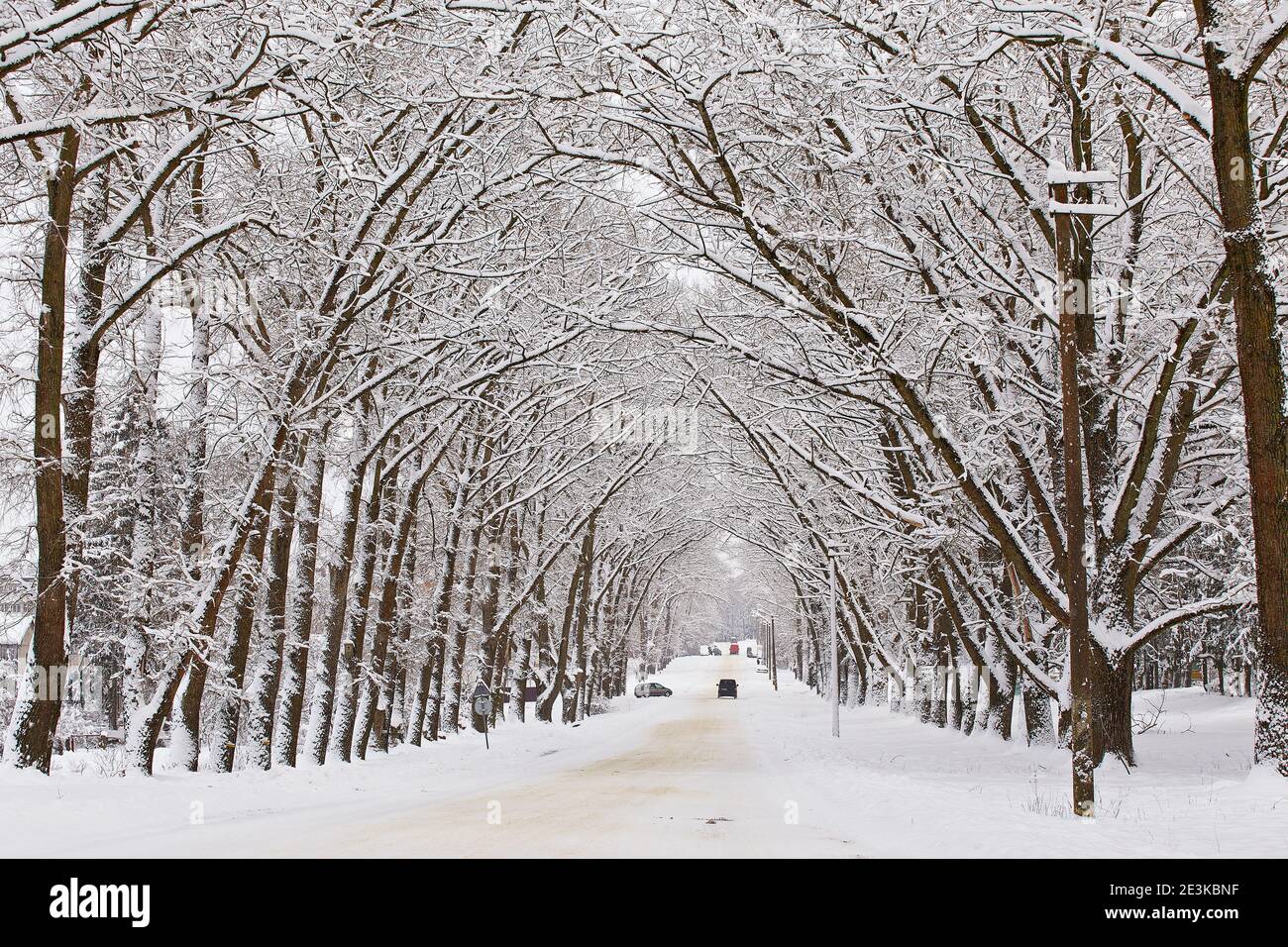 Winter verschneite Alleerstraße. Zweige von Pappelbäumen. Autos auf schneebedeckten kurvenreichen ländlichen Asphaltstraße in der Stadt. Winterwunderland nach Schneesturm. Christus Stockfoto
