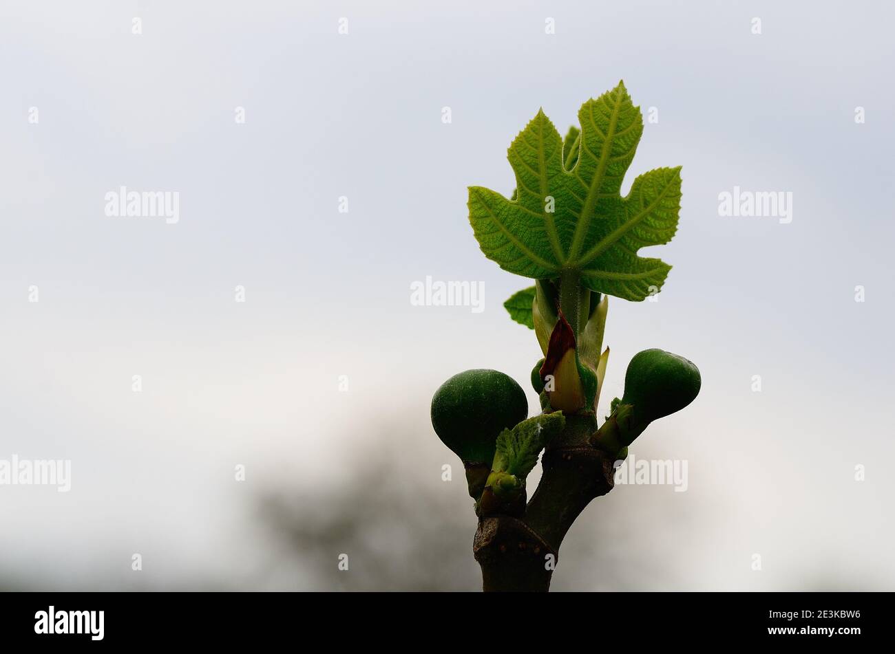 Frisches Feigenblatt mit Früchten im Frühling Stockfoto