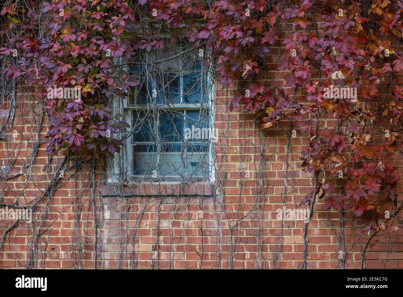Reben wachsen auf alten verlassenen Gebäude ihre Herbstfarben erhellen die verfallenden Strukturen. Stockfoto