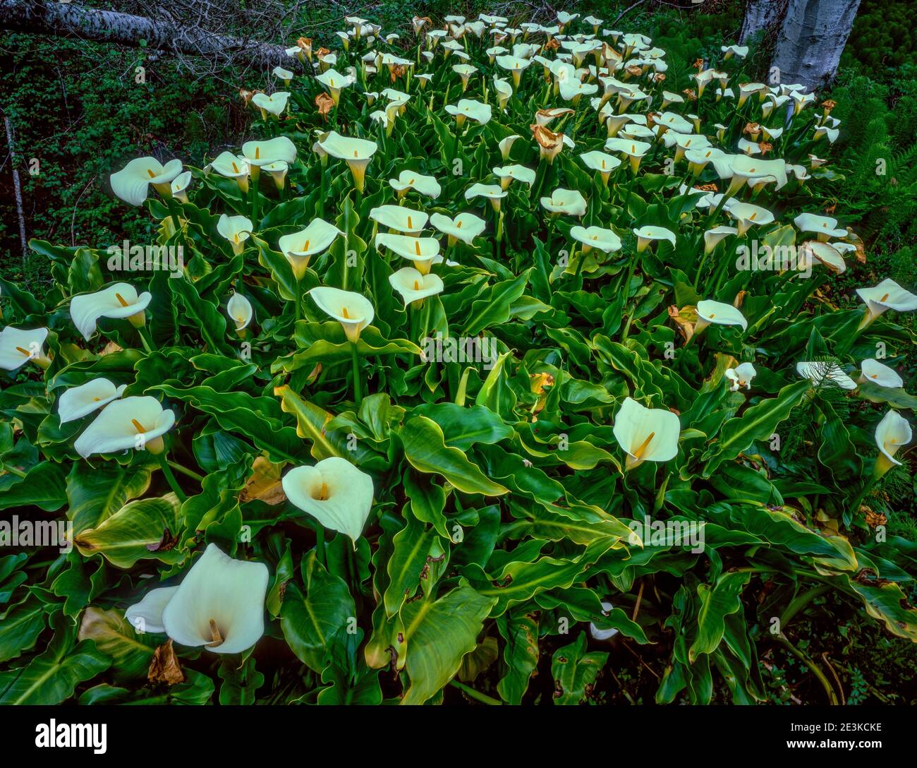Calla Lillies, Audubon Canyon Ranch, Golden Gate National Recreation Area, Marin County, Kalifornien Stockfoto