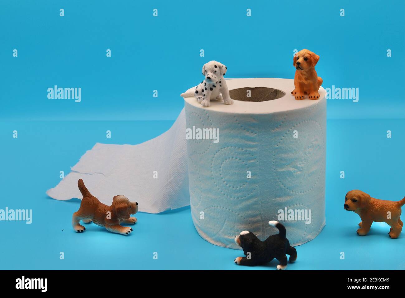 Haustiertoilette -Fotos und -Bildmaterial in hoher Auflösung – Alamy