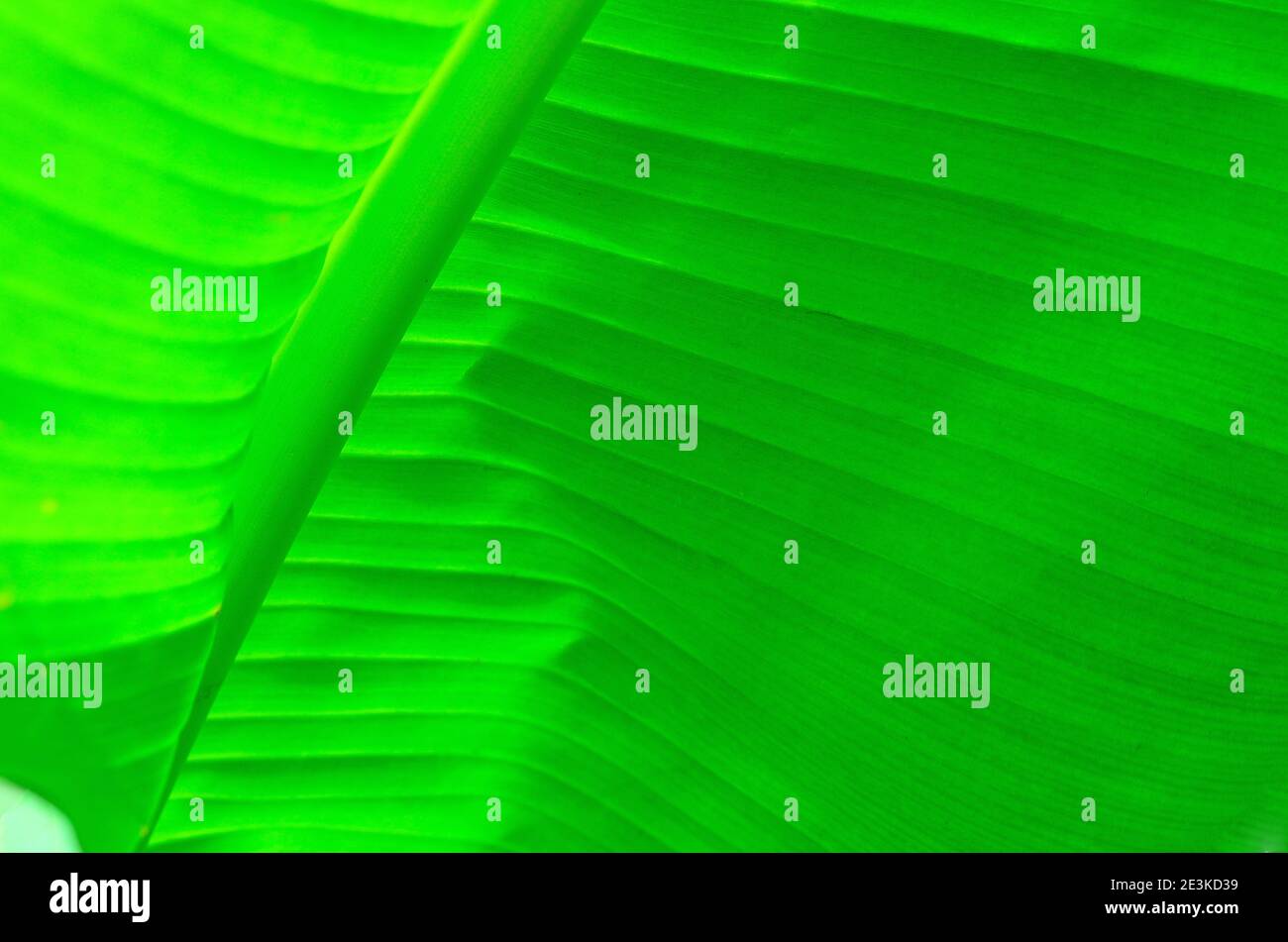 Grünes großes Blatt einer Palme Stockfoto