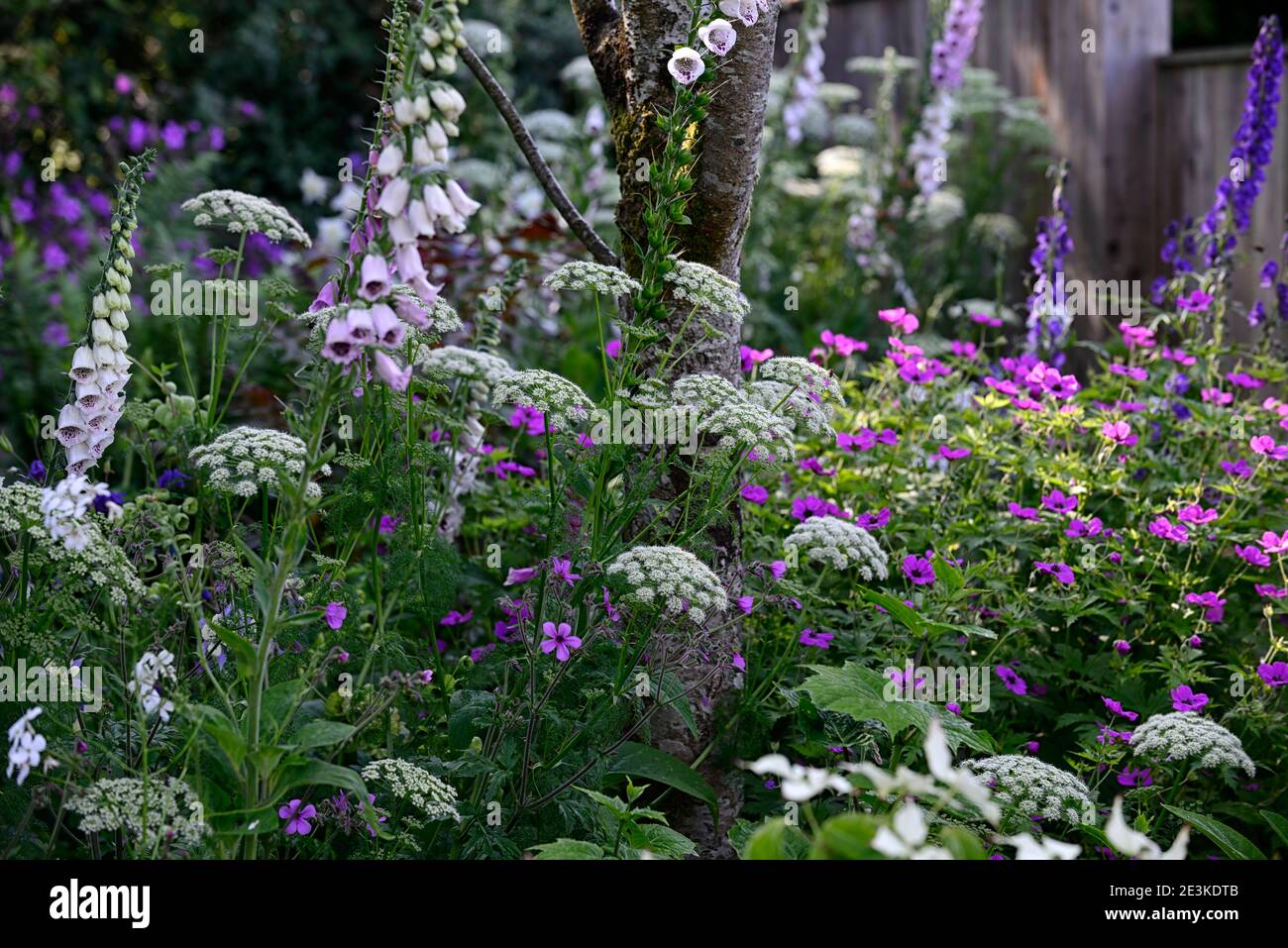 Geranium palmatum, Geranium Anne Thomson, Ligusticum lucidum, Digitalis dalmation White, gemischte Pflanzenkombination, gemischte Pflanzungen Farbschema, weiß und rosa Stockfoto