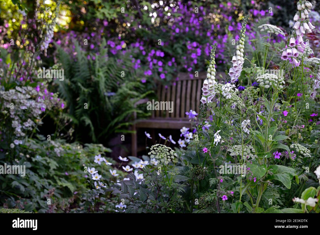 Geranium palmatum, Ligusticum lucidum, Digitalis dalmation White, gemischte Pflanzenkombination, gemischtes Pflanzschema, weiße und rosa violette Blüten, weiß Stockfoto