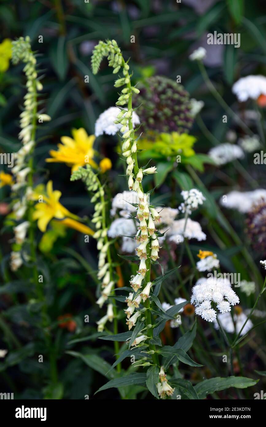 Digitalis lutea, Stroh, Fingerhut, kleine gelbe Blumen, Blüte, Blüte, mehrjährig, RM Floral Stockfoto