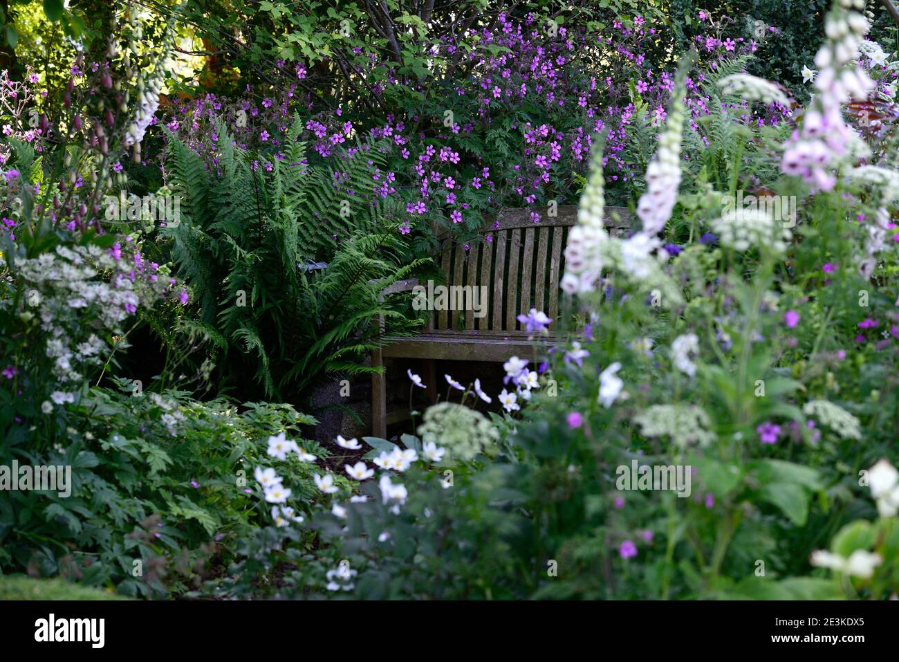 Geranium palmatum, Ligusticum lucidum, Digitalis dalmation White, gemischte Pflanzenkombination, gemischtes Pflanzschema, weiße und rosa violette Blüten, weiß Stockfoto