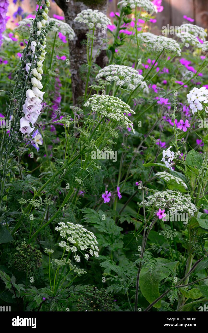 Geranium palmatum,Ligusticum lucidum,Digitalis dalmation White,gemischte Pflanzenkombination,gemischte Pflanzungsschema,weiß und Rosa lila Blüten, weiß p Stockfoto