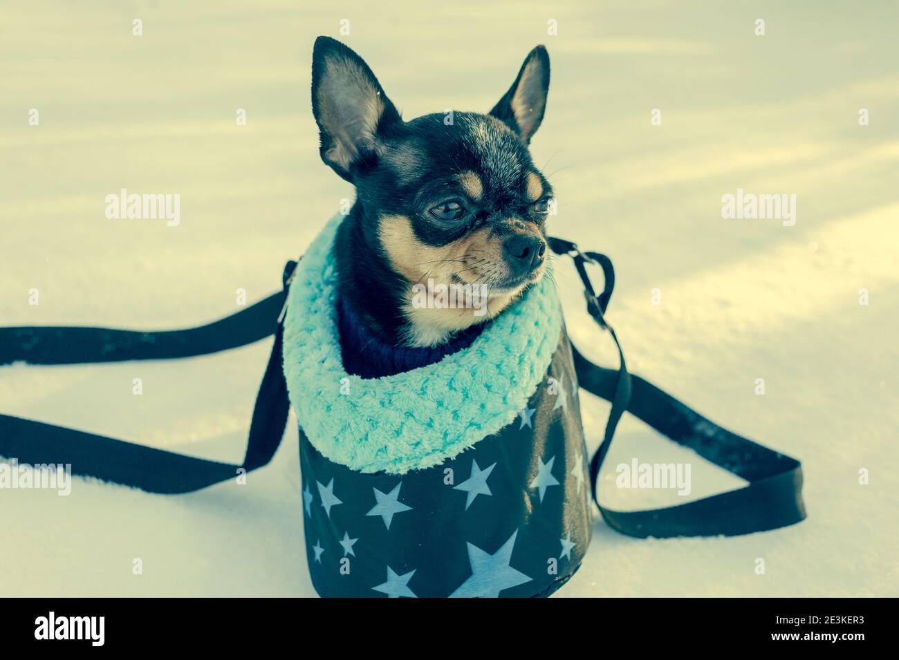 Chihuahua Hund in einer Tasche im Winter. Chihuahua in einer Tragetasche  für Hunde im Winter. Winterkonzept Stockfotografie - Alamy