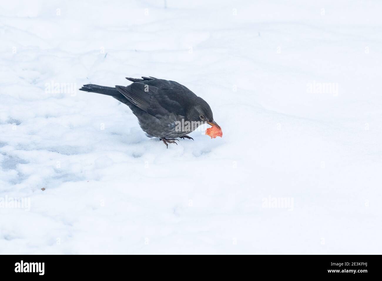 Eine Amsel (UK), die ein kleines Stück Apfel im Schnee frisst. Stockfoto