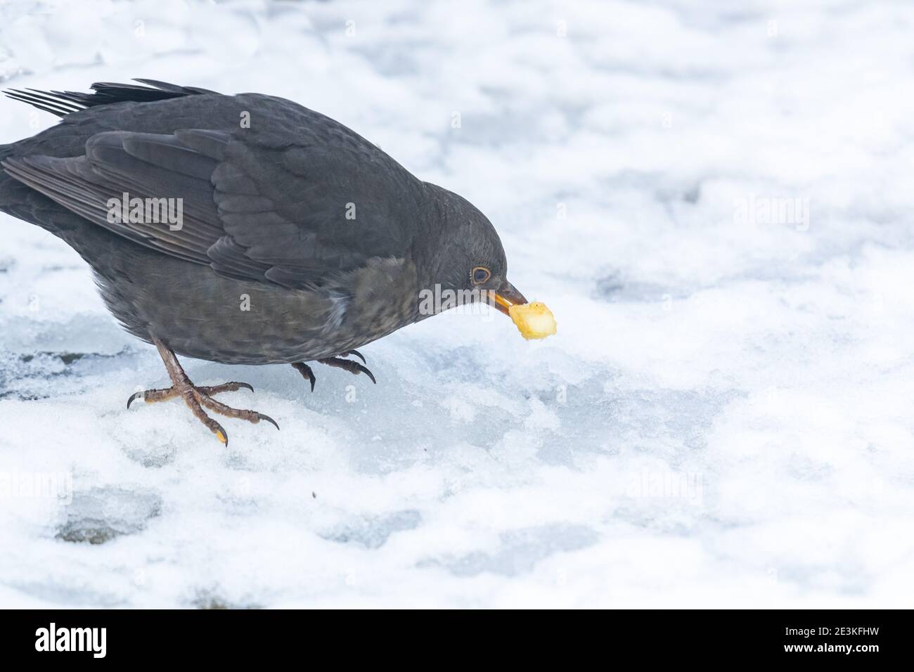 Eine Amsel (UK), die ein kleines Stück Apfel im Schnee frisst. Stockfoto