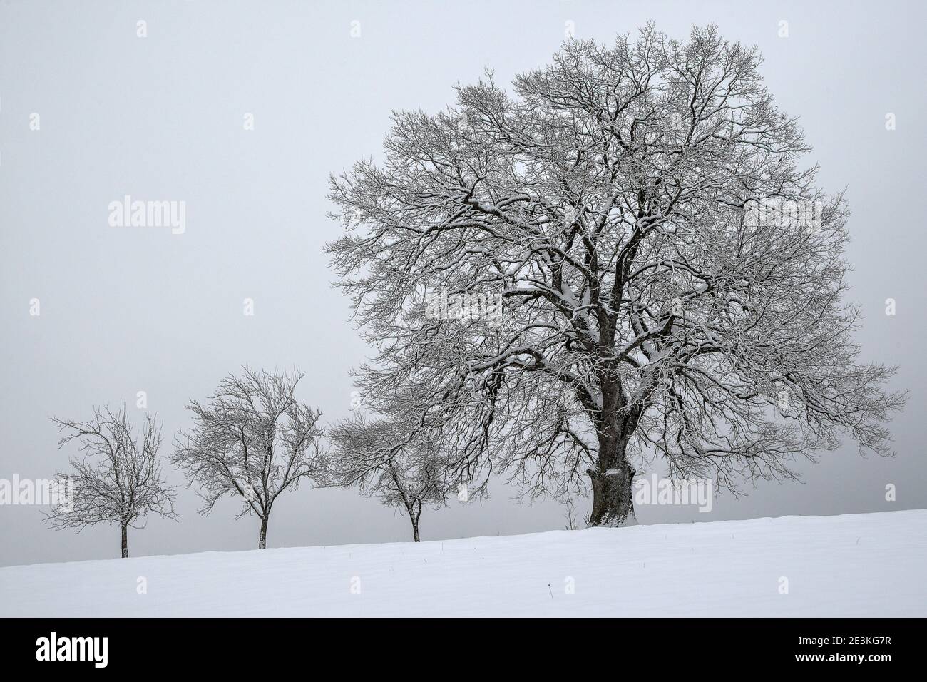Die mächtige alte, schneebedeckte Eiche thront hoch über den Obstbäumen in der weißen Winterlandschaft. Stockfoto